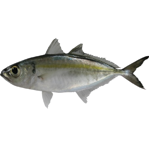 Ikan Mata Besar/Big Eye Scad Fish