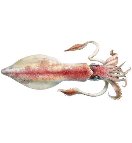 Cumi-Cumi Barat/Western Squid Sea Frozen BQF