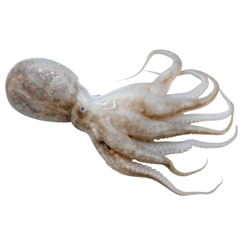 Gurita/Octopus
