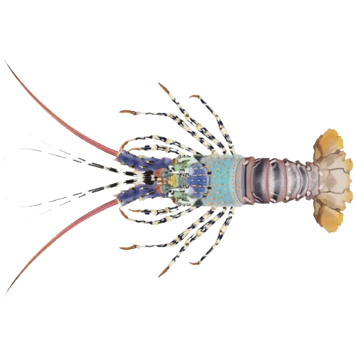 Lobster Mutiara/Pearl Lobster