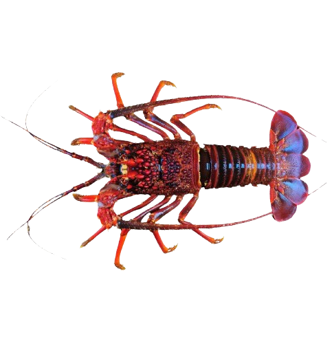 Lobster Pasir