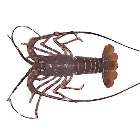 Lobster Pakistan