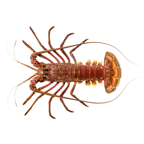 Lobster Australia