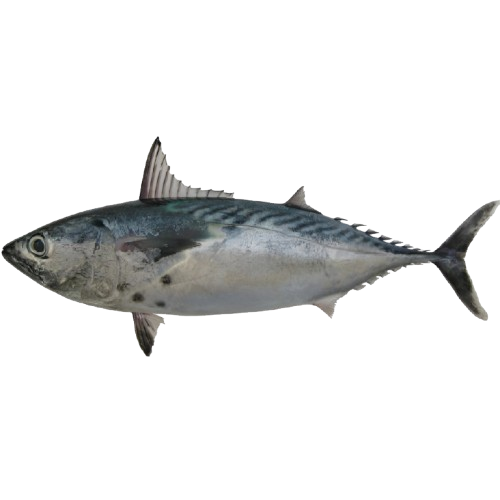 Ikan Tongkol/Bonito Fish