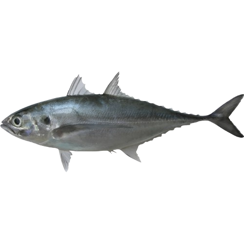 Ikan Cincaru/Hardtail Scad Fish
