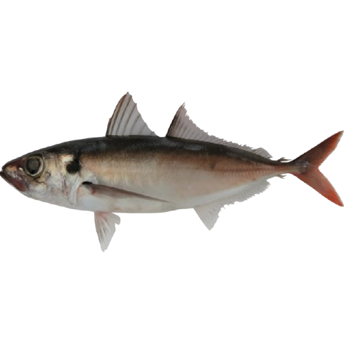 Ikan Layang Benggol/Horse Mackerel Fish and Round Scad Fish