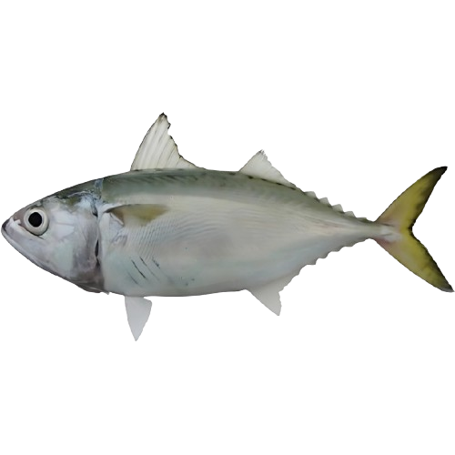 Ikan Kembung Kuring/Indian Mackarel Fish