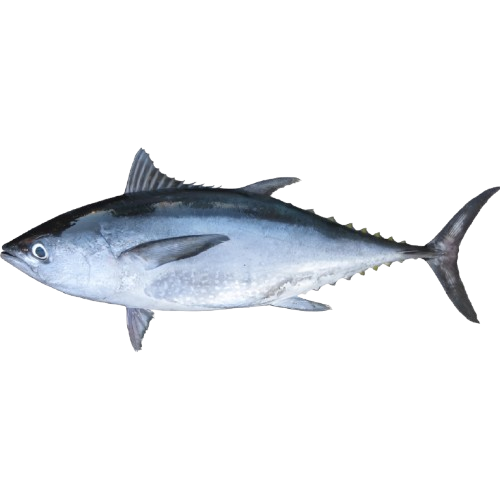 Ikan Tongkol Putih/Yellowfin Tuna