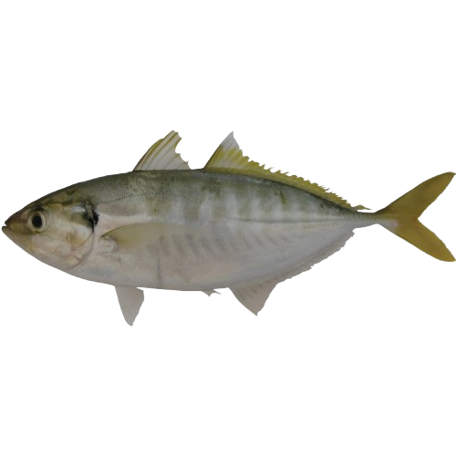 Ikan Selar Ekor Kuning/Yellowtail Scad Fish