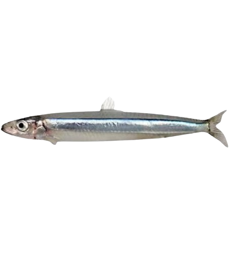 Ikan Tamban/Sardine Fish