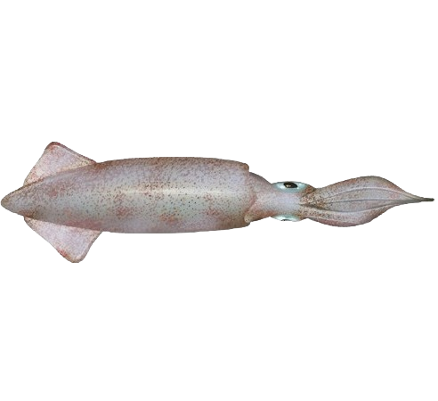 Cumi-Cumi Jarum/Needle Squid Sea Frozen BQF Double Layer