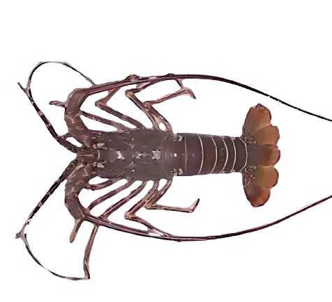Lobster Pakistan/Mud Spiny Lobster
