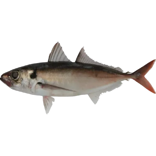 Ikan Layang Benggol/Round Scad