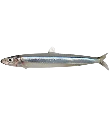 Ikan Tamban/Round Herring