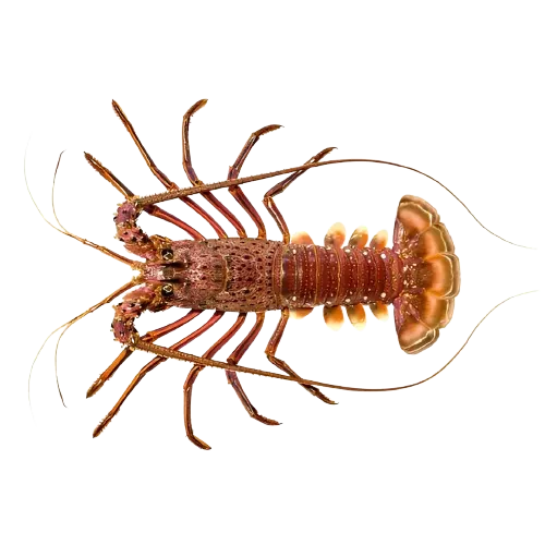 Lobster Australia/Southern Rock Lobster