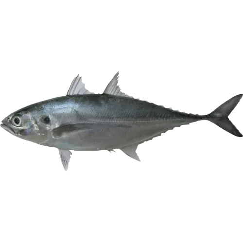 Ikan Cincaru/Torpedo Scad